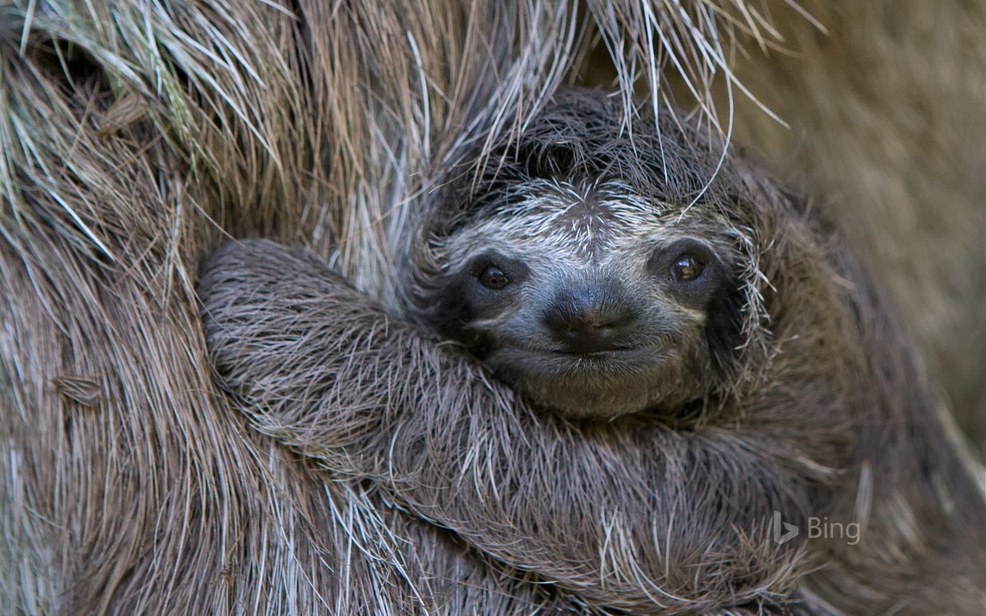 Bing Wallpaper: Newborn brown-throated sloth with mother, Sloth Sanctuary of Costa Rica