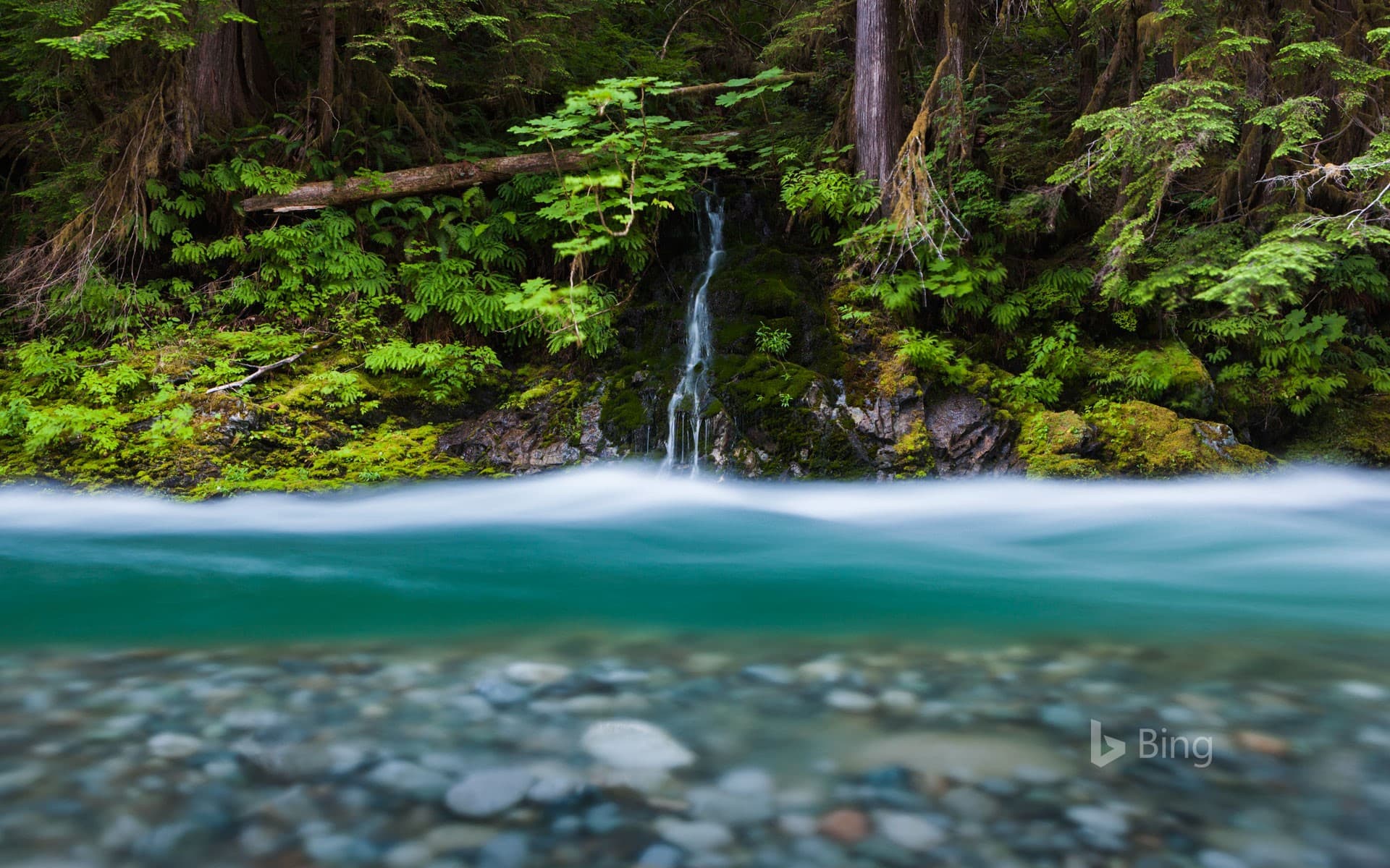 Bing Wallpaper: Bacon Creek, Mount Baker-Snoqualmie National Forest, Washington