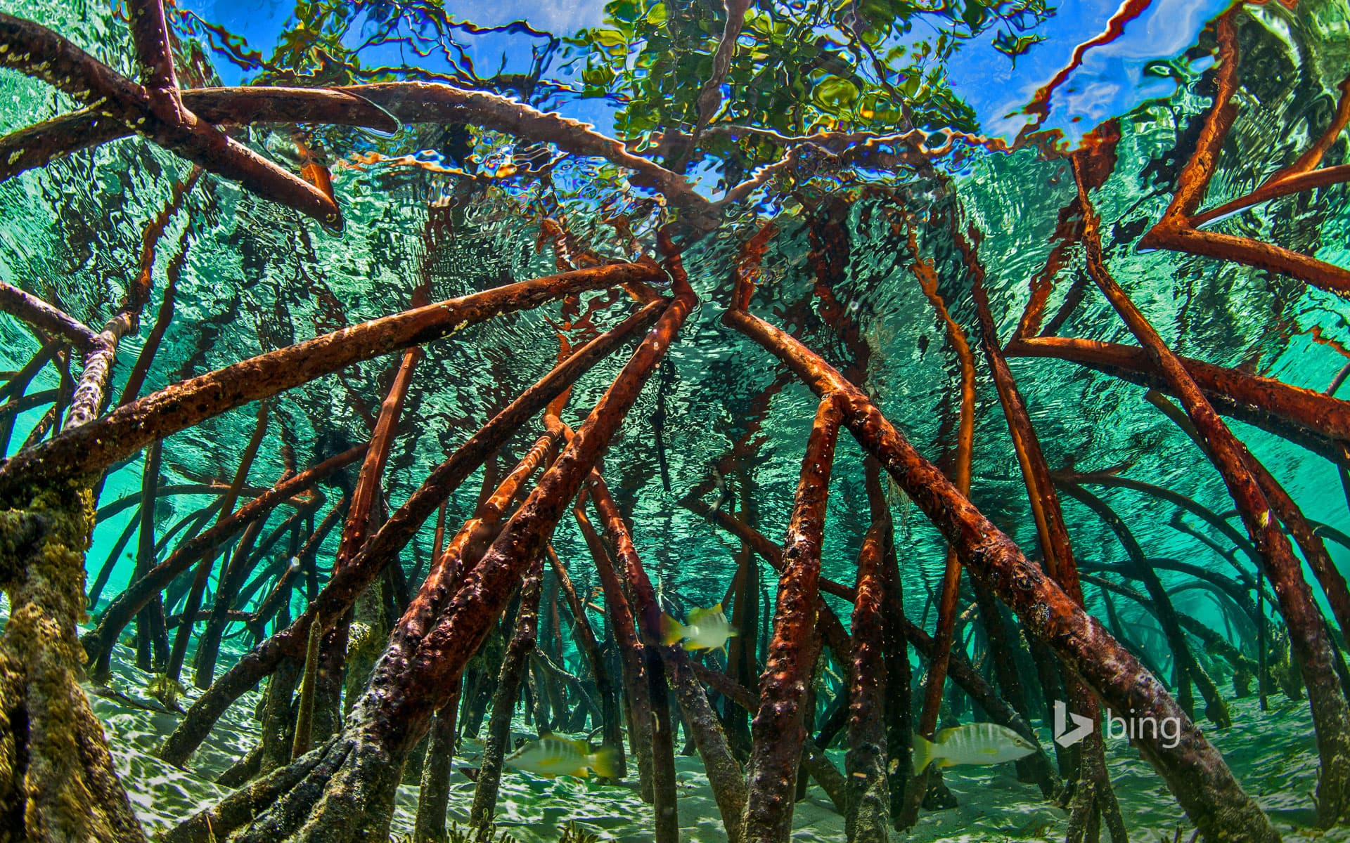Bing Wallpaper: Mangroves in Staniel Cay, Exumas, Bahamas
