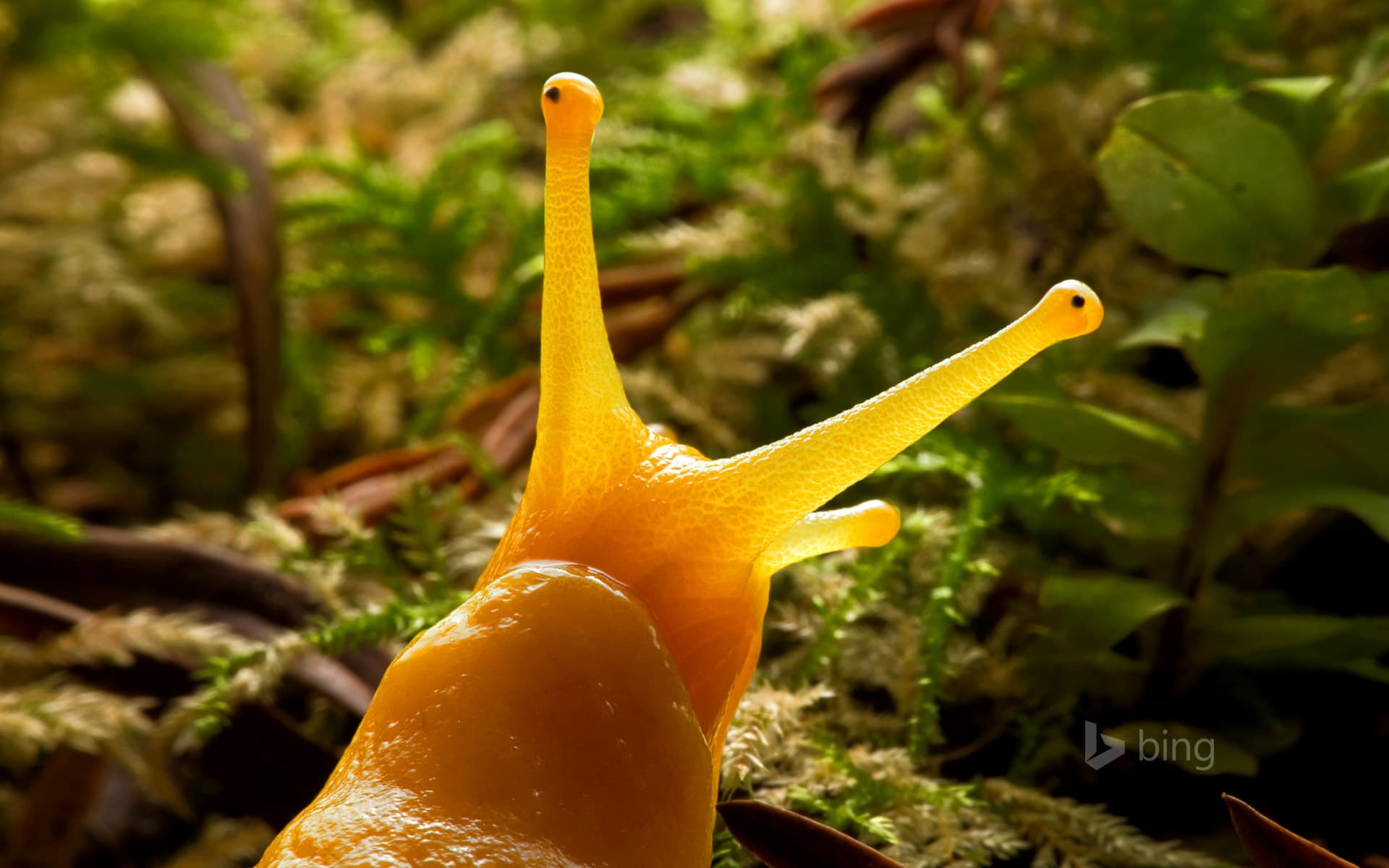 Bing Wallpaper: Banana slug in Prairie Creek Redwoods State Park, California
