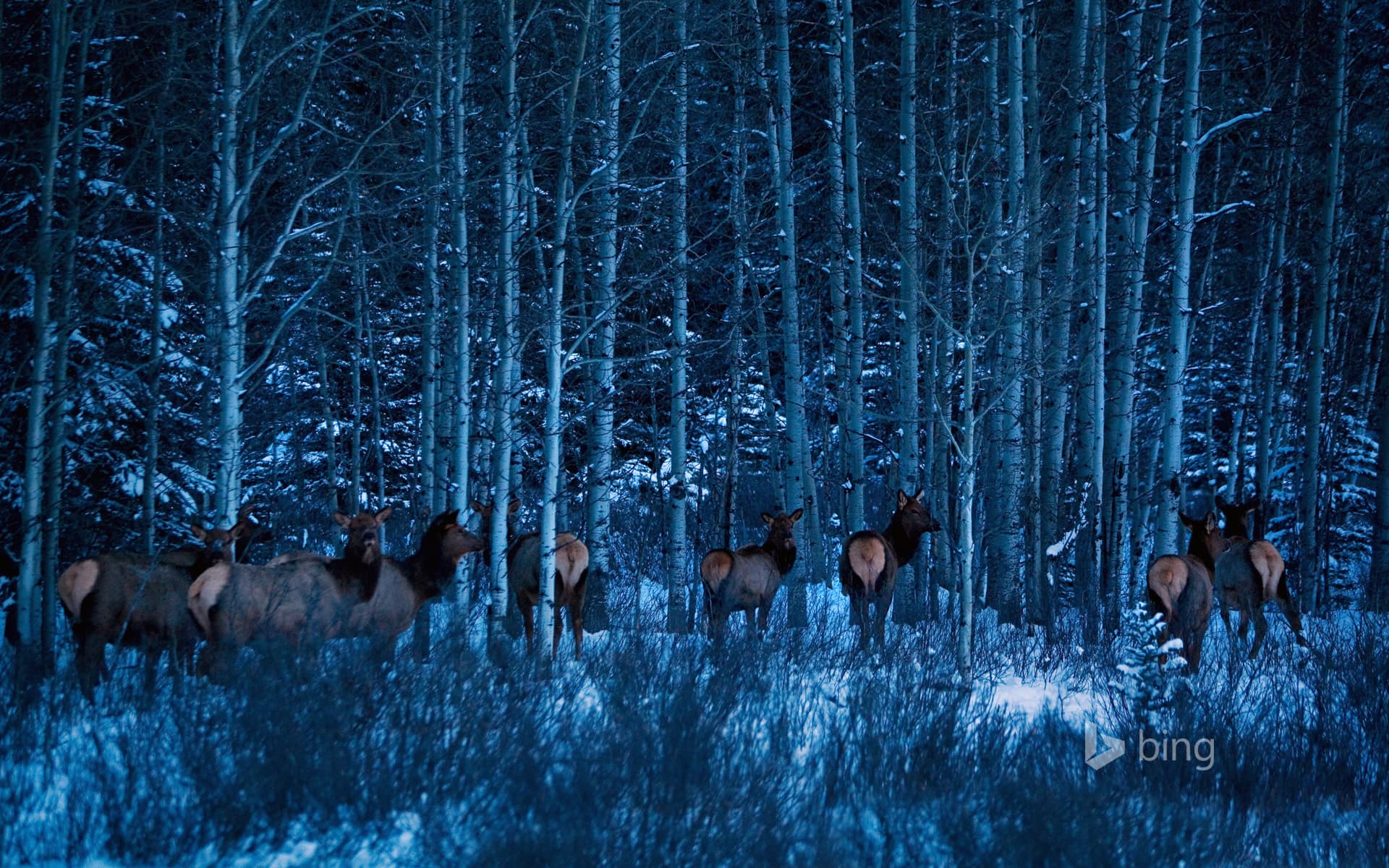 Bing Wallpaper: Elk near Banff National Park, Alberta, Canada