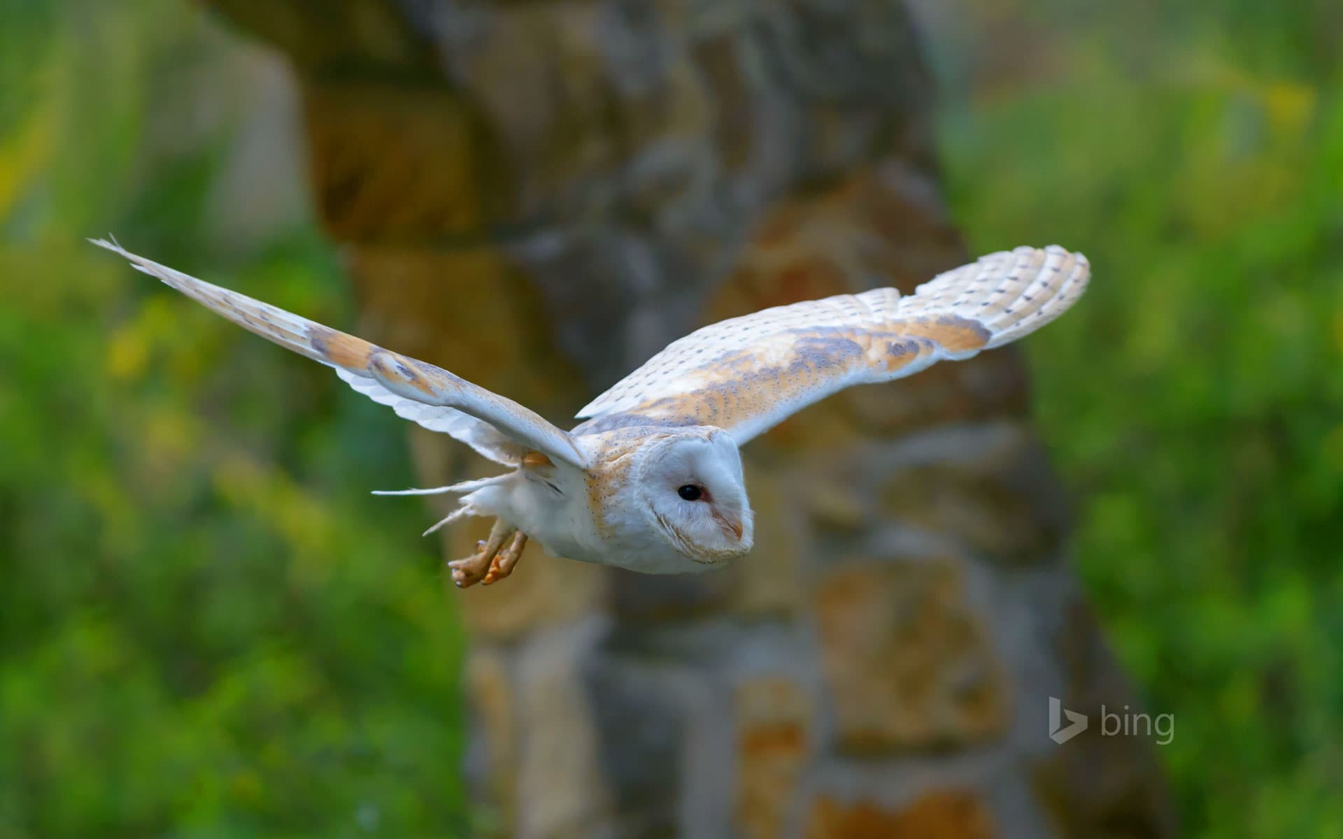 Bing Wallpaper: Barn owl