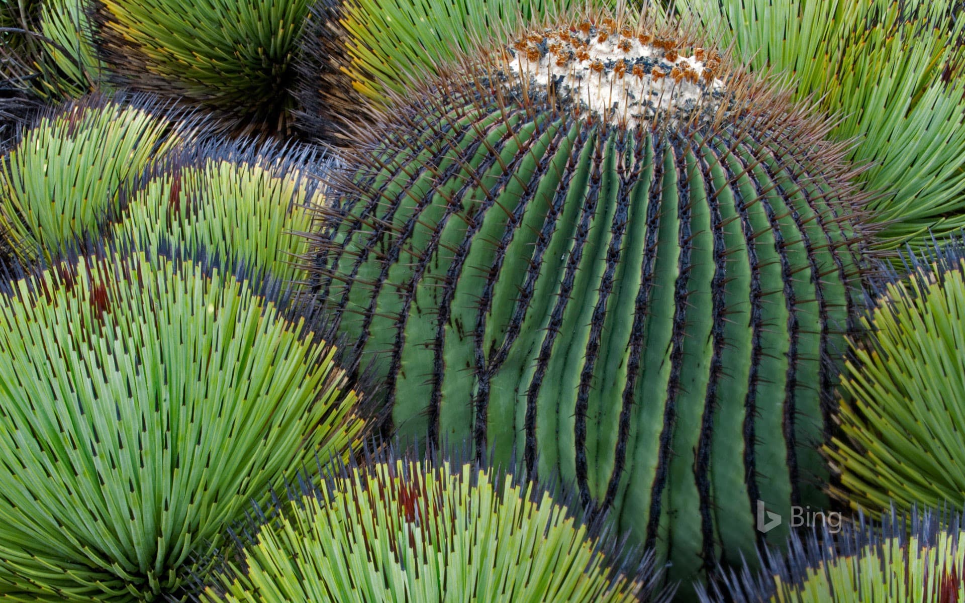 Bing Wallpaper: A giant barrel cactus and yucca plants in the Chihuahuan Desert, Mexico