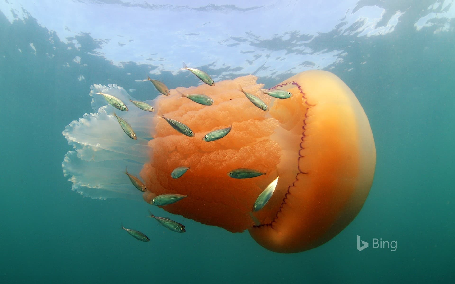 Bing Wallpaper: A barrel jellyfish and Atlantic horse mackerel at Kimmeridge Bay, Isle of Purbeck, Dorset