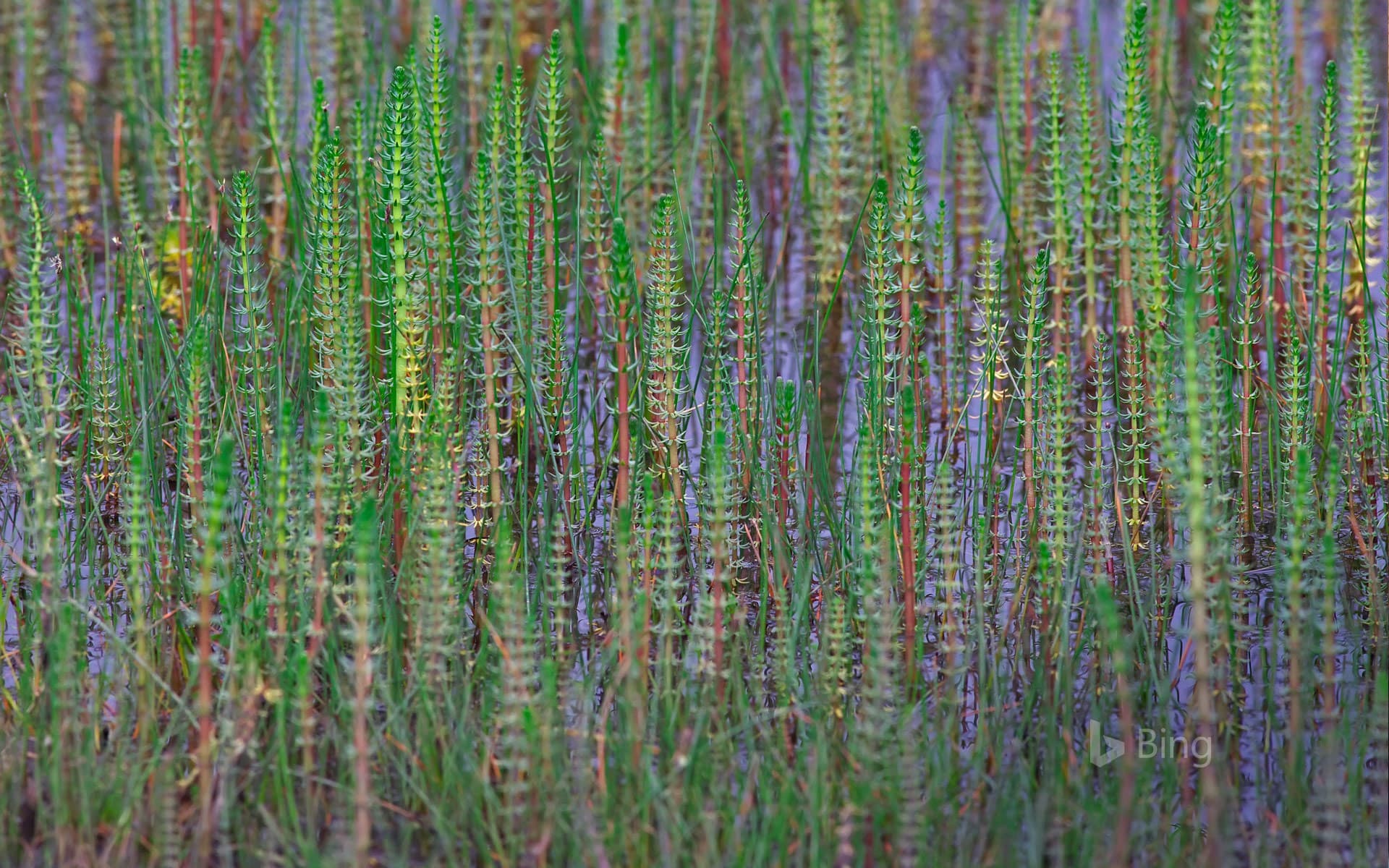 Bing Wallpaper: Common mare's tail growing on the Tibetan Plateau, China