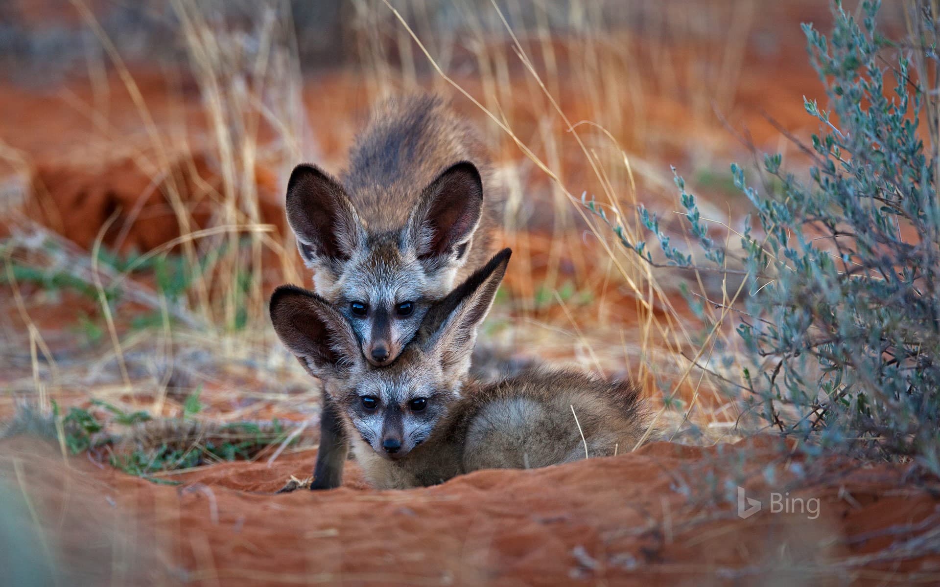 Bing Wallpaper: Bat-eared fox kits in Kgalagadi Transfrontier Park, Botswana