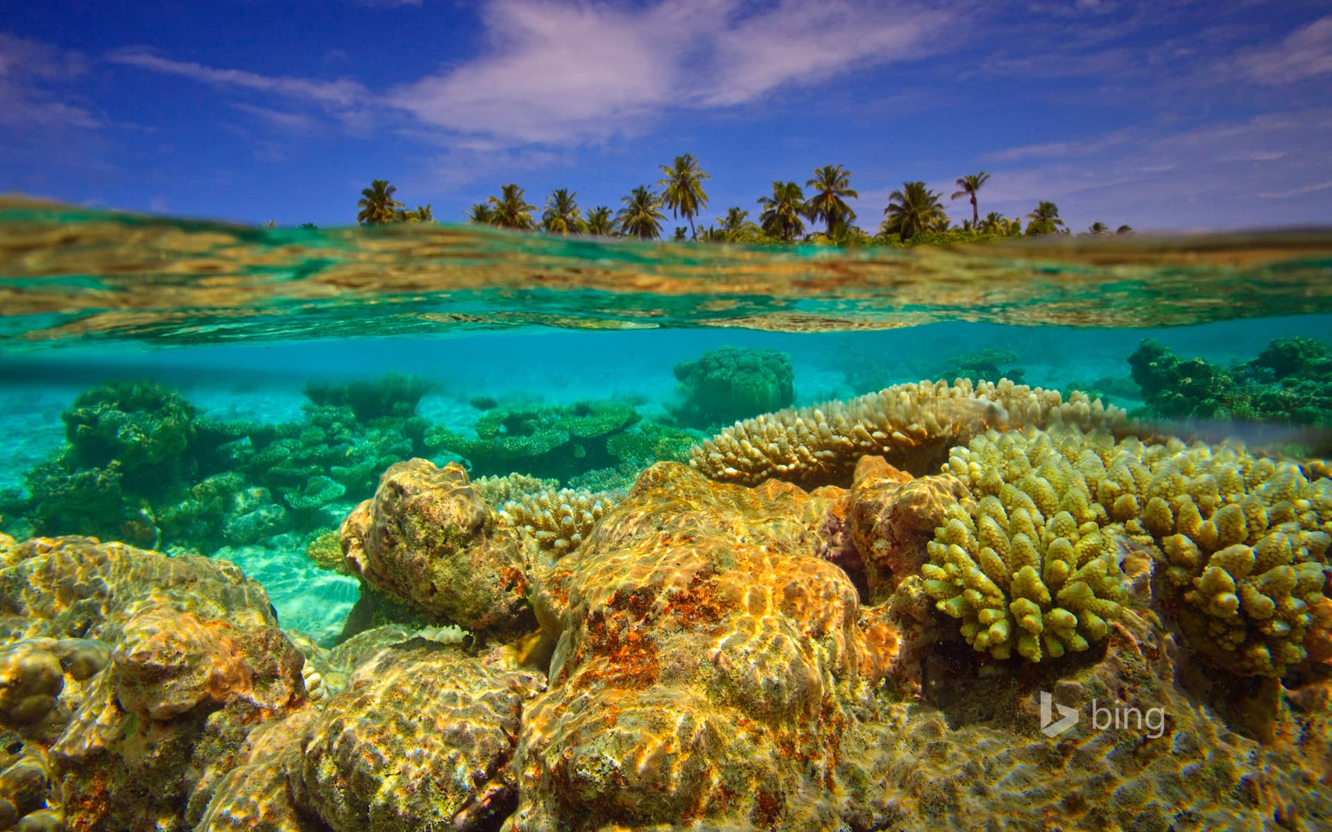 Bing Wallpaper: Reef near Baulhagallaa Island, Gaafu Dhaalu Atoll, Maldives