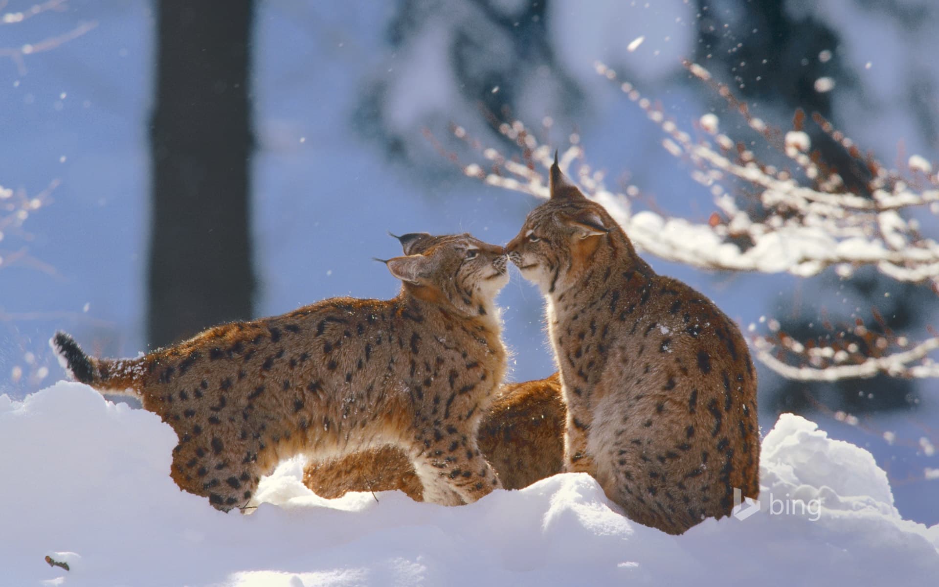 Bing Wallpaper: Eurasian lynx in the Bavarian Forest National Park, Germany
