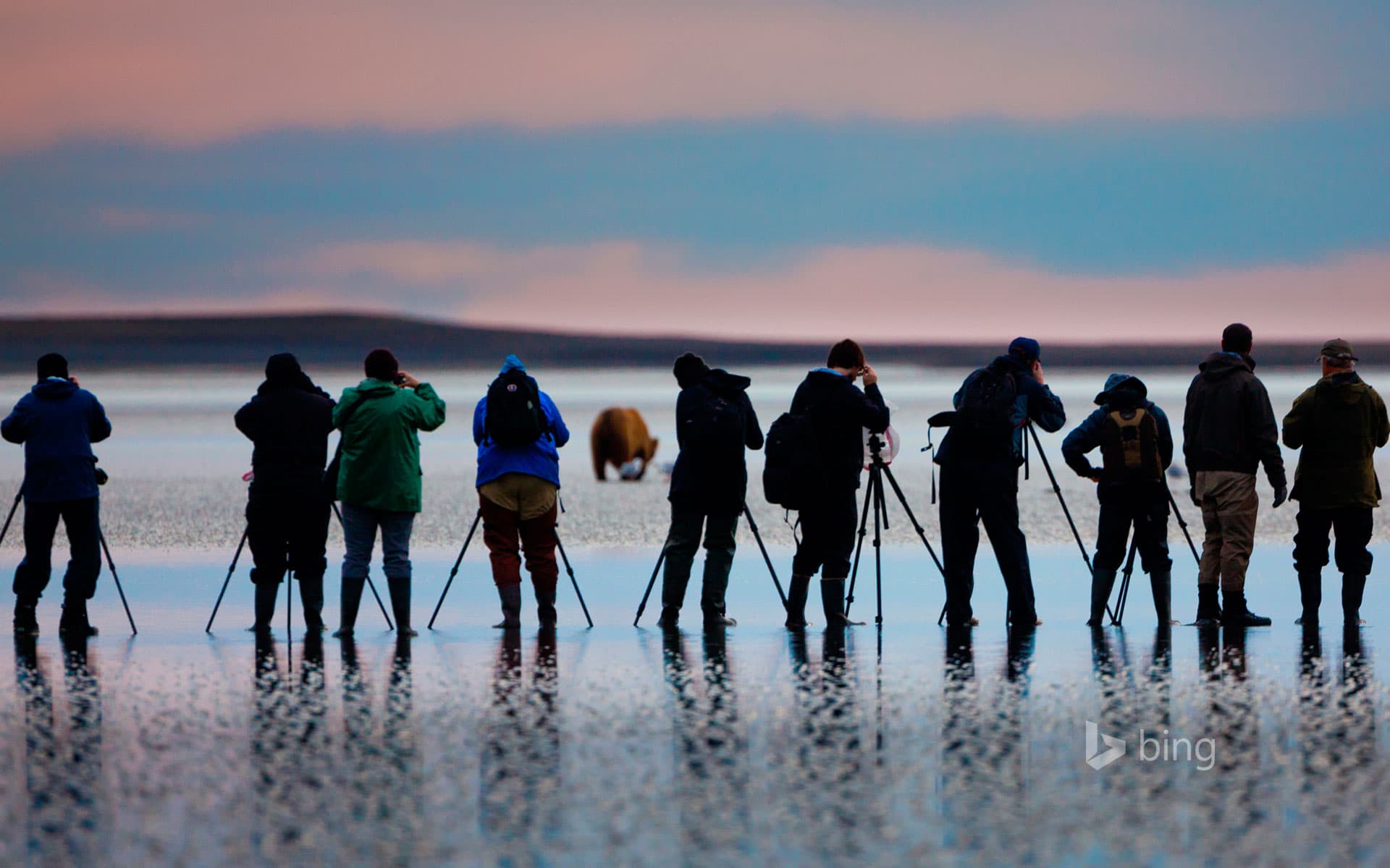 Bing Wallpaper: Photographing a brown bear in Lake Clark National Park and Preserve, Alaska