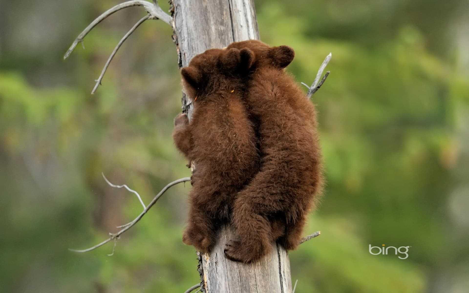 Bing Wallpaper: American black bear cubs in Jasper National Park, Alberta, Canada