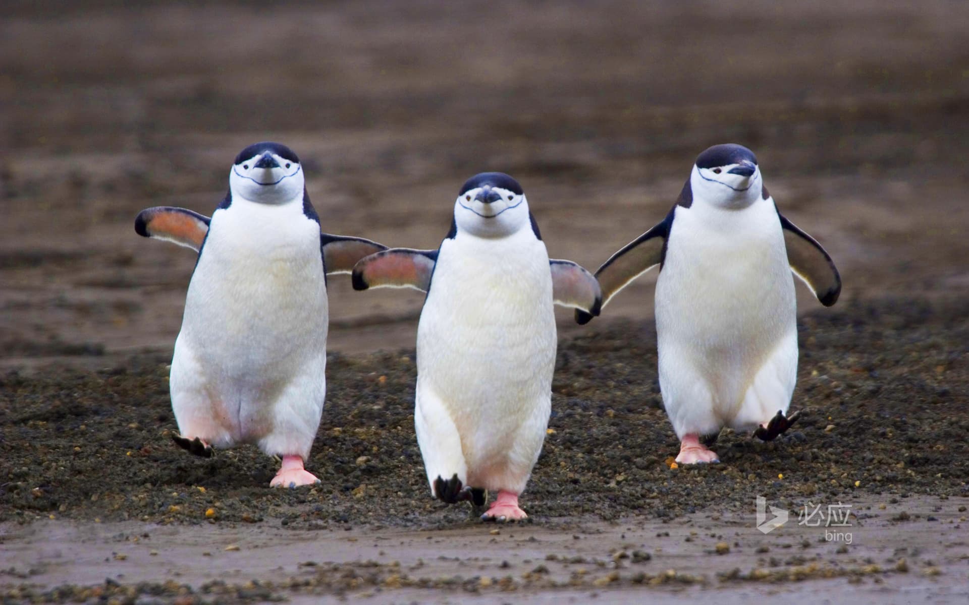 Bing Wallpaper: Antarctic deception island, three walking hooded penguins