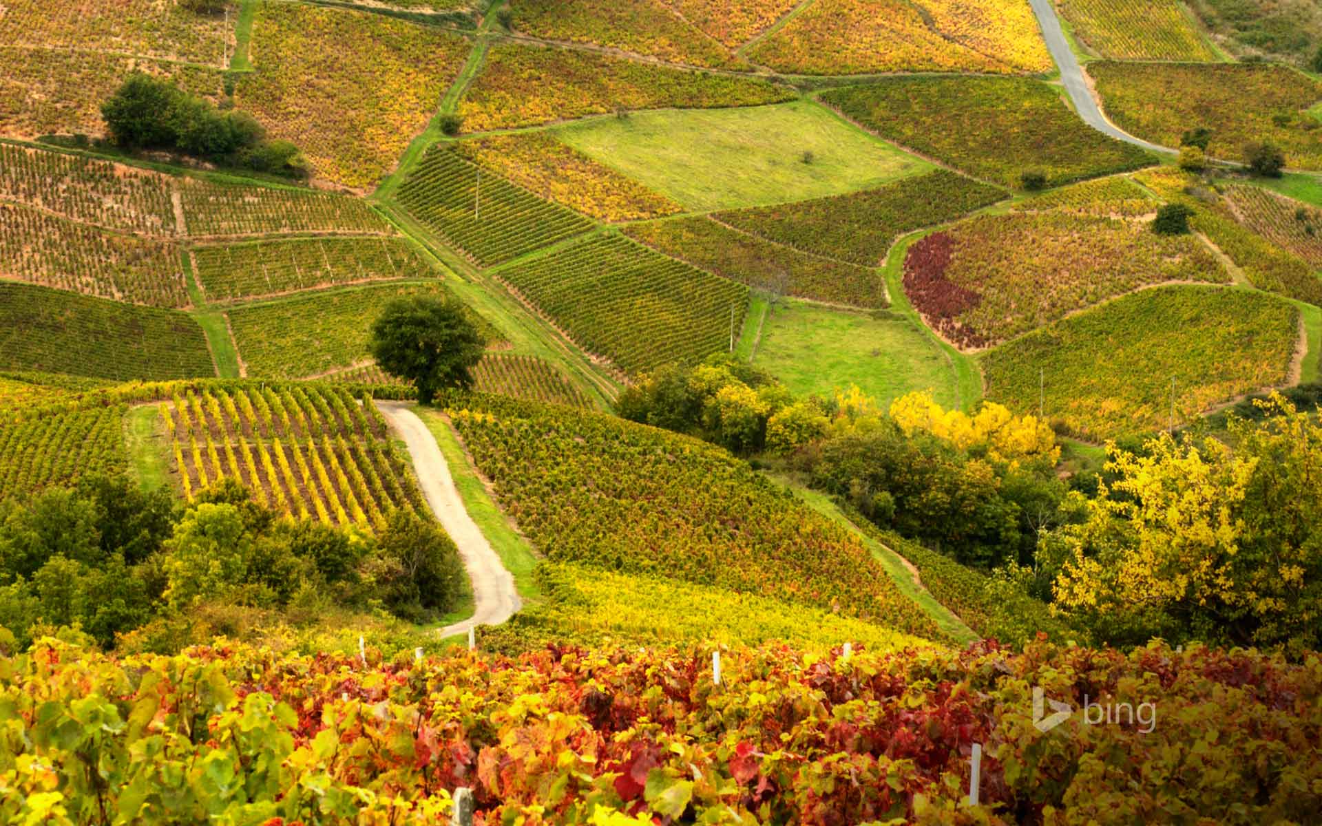 Bing Wallpaper: Vineyards in Beaujolais Region, France