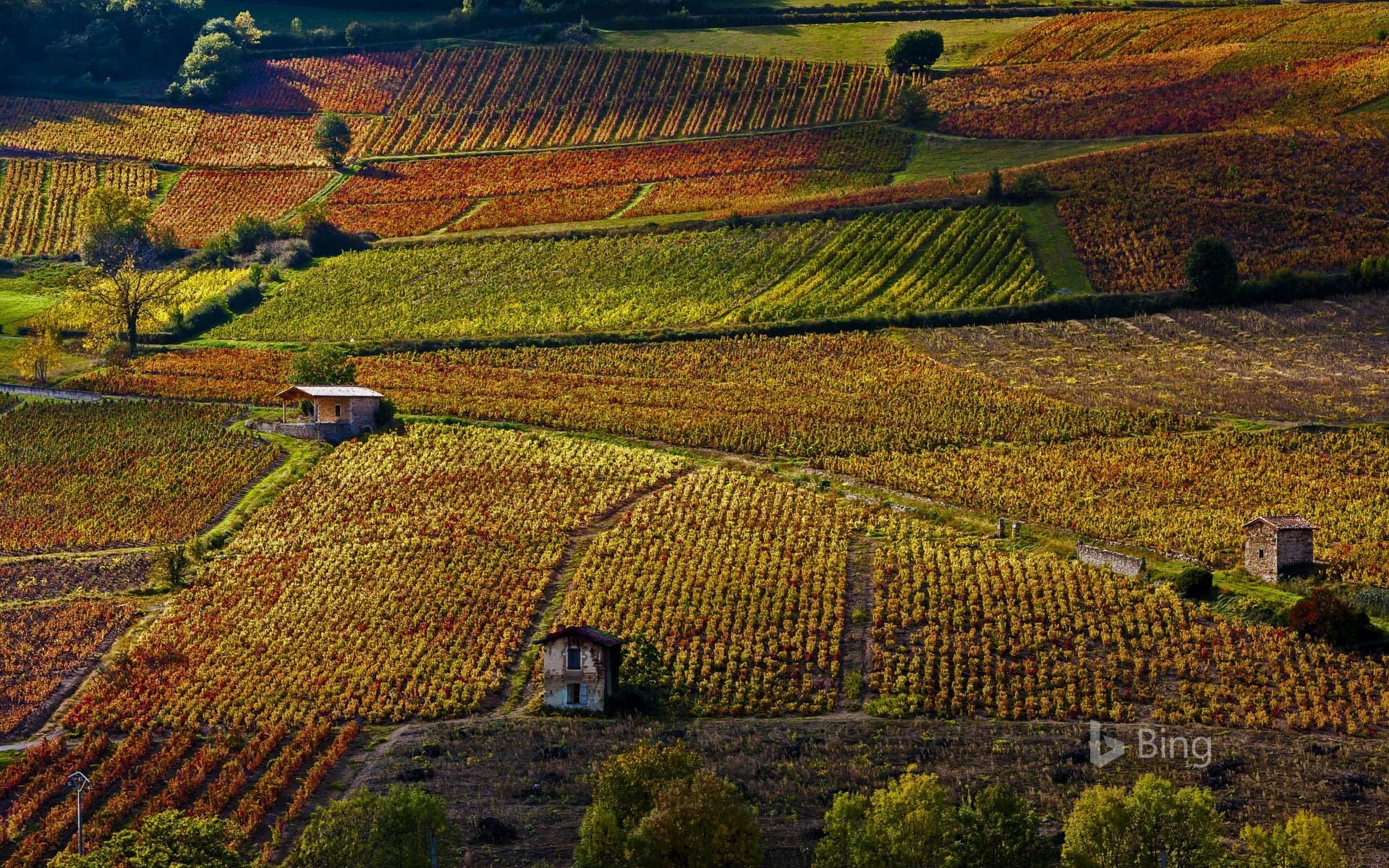 Bing Wallpaper: Vineyards near Beaujeu, Rhône, France
