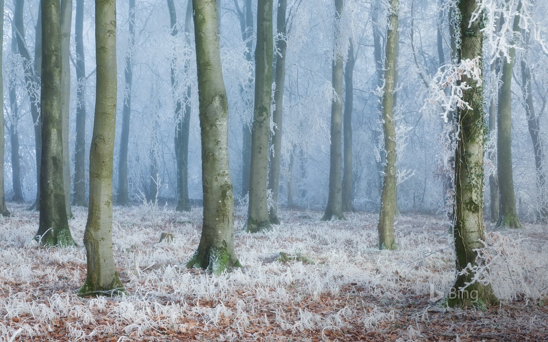 Bing Wallpaper: Common beech woodland in Compton Abbas, Dorset