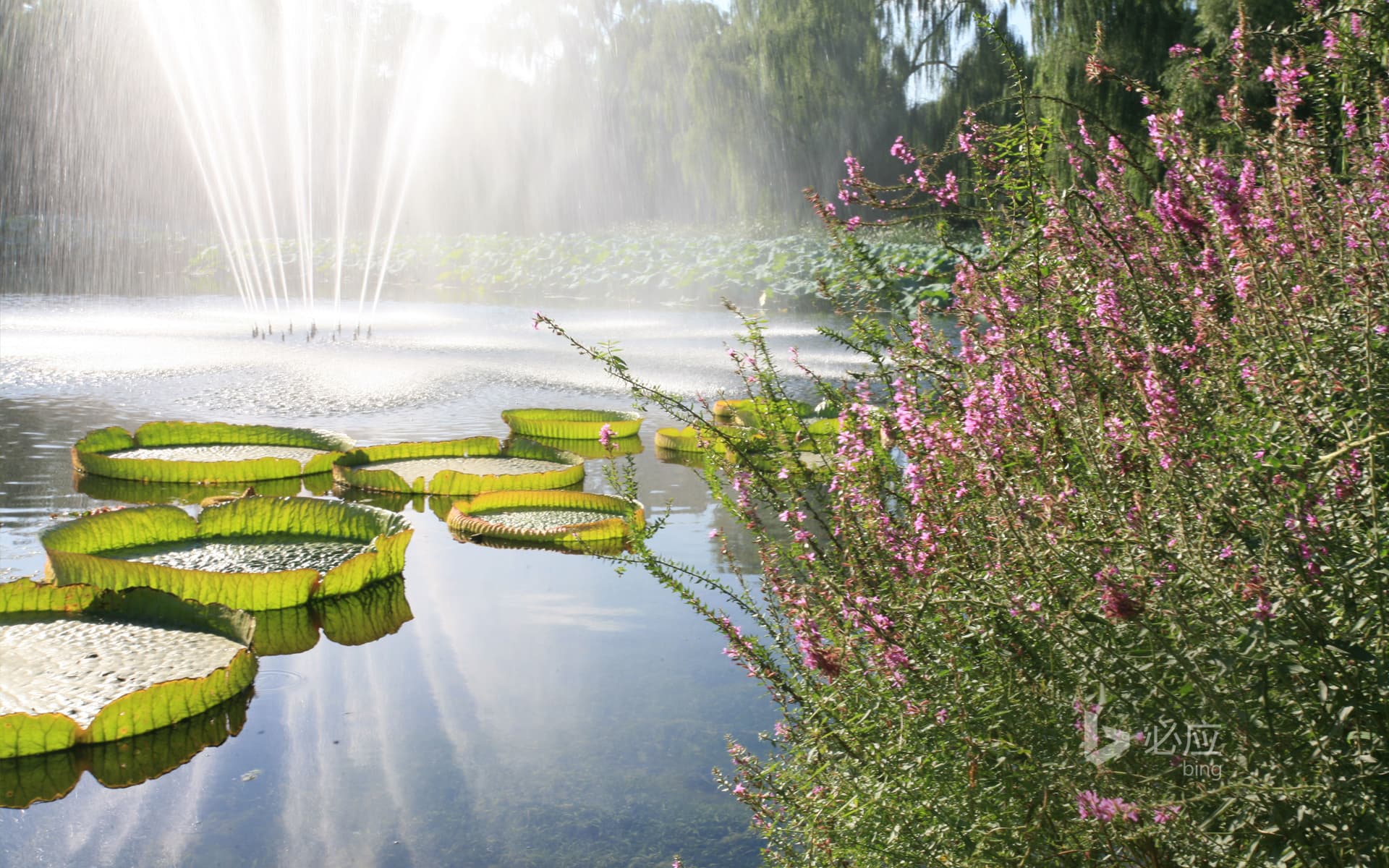 Bing Wallpaper: Beijing Yuanmingyuan, fountain in the lake