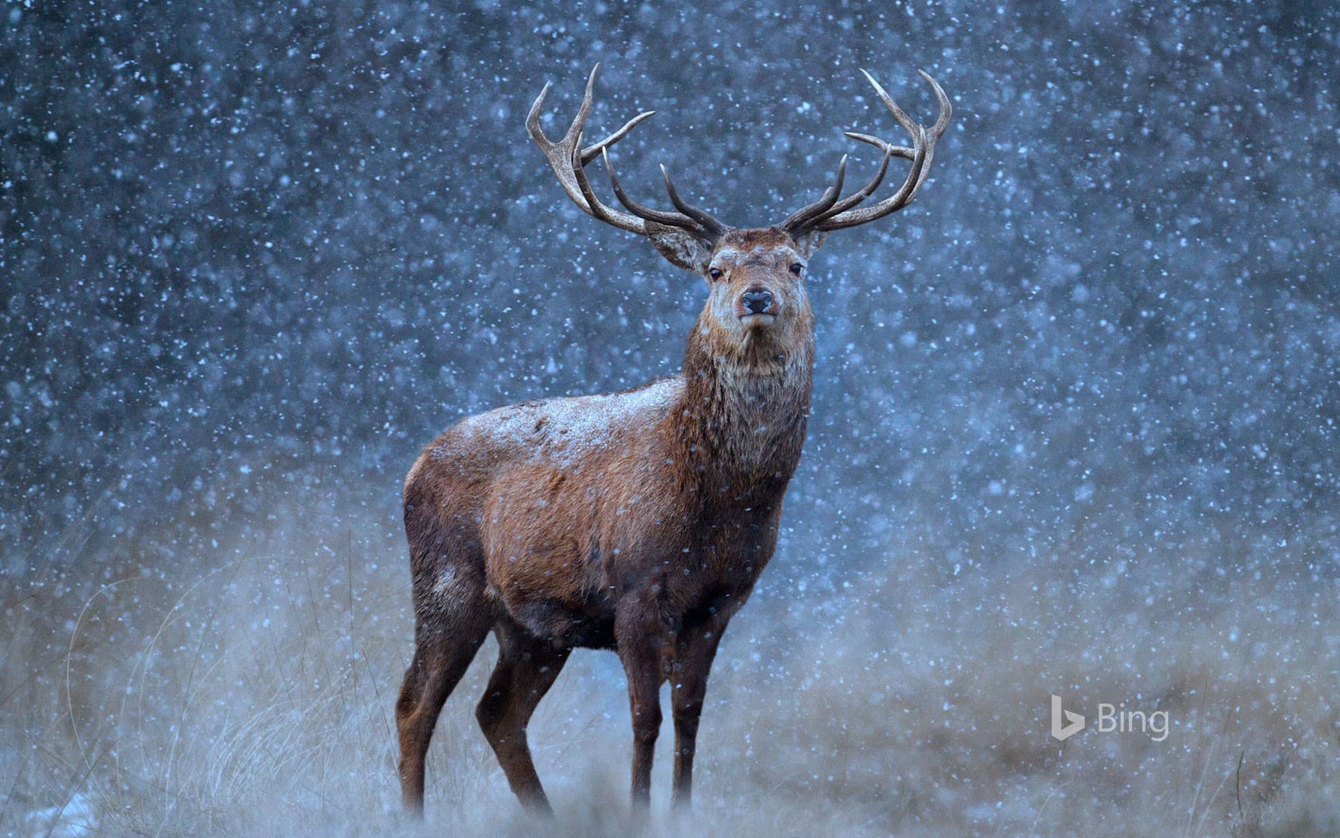 Bing Wallpaper: A red deer in the snow