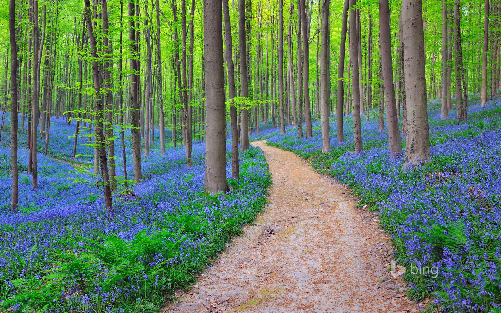 Bing Wallpaper: Bluebells in the Halle Forest near Halle, Belgium