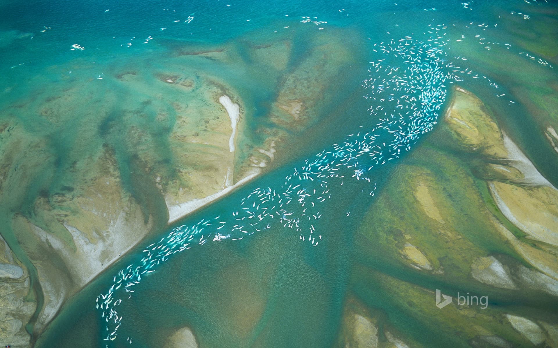 Bing Wallpaper: Beluga whales congregate near Somerset Island, Canada