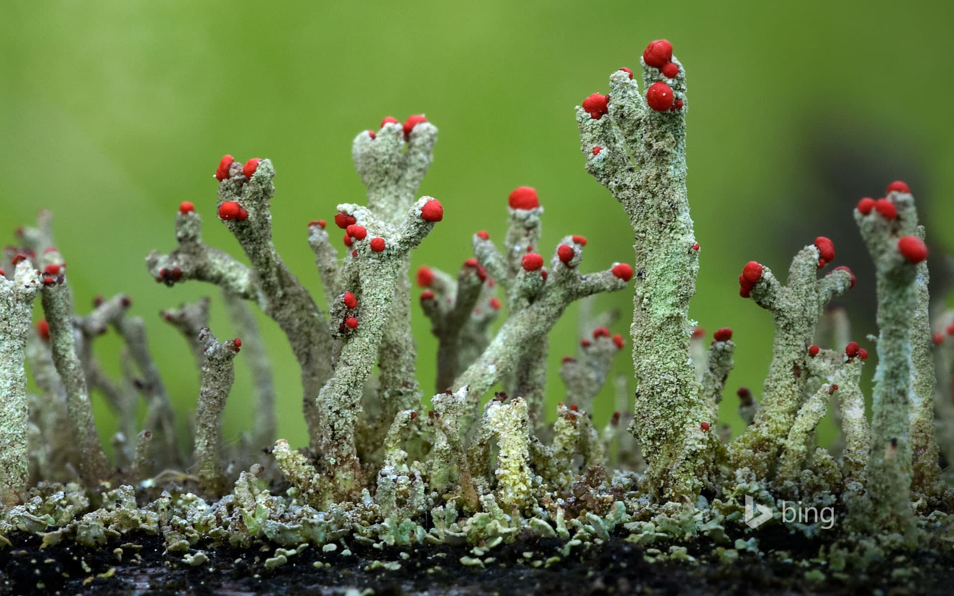 Bing Wallpaper: Cladonia floerkeana lichen in Eifel, Germany