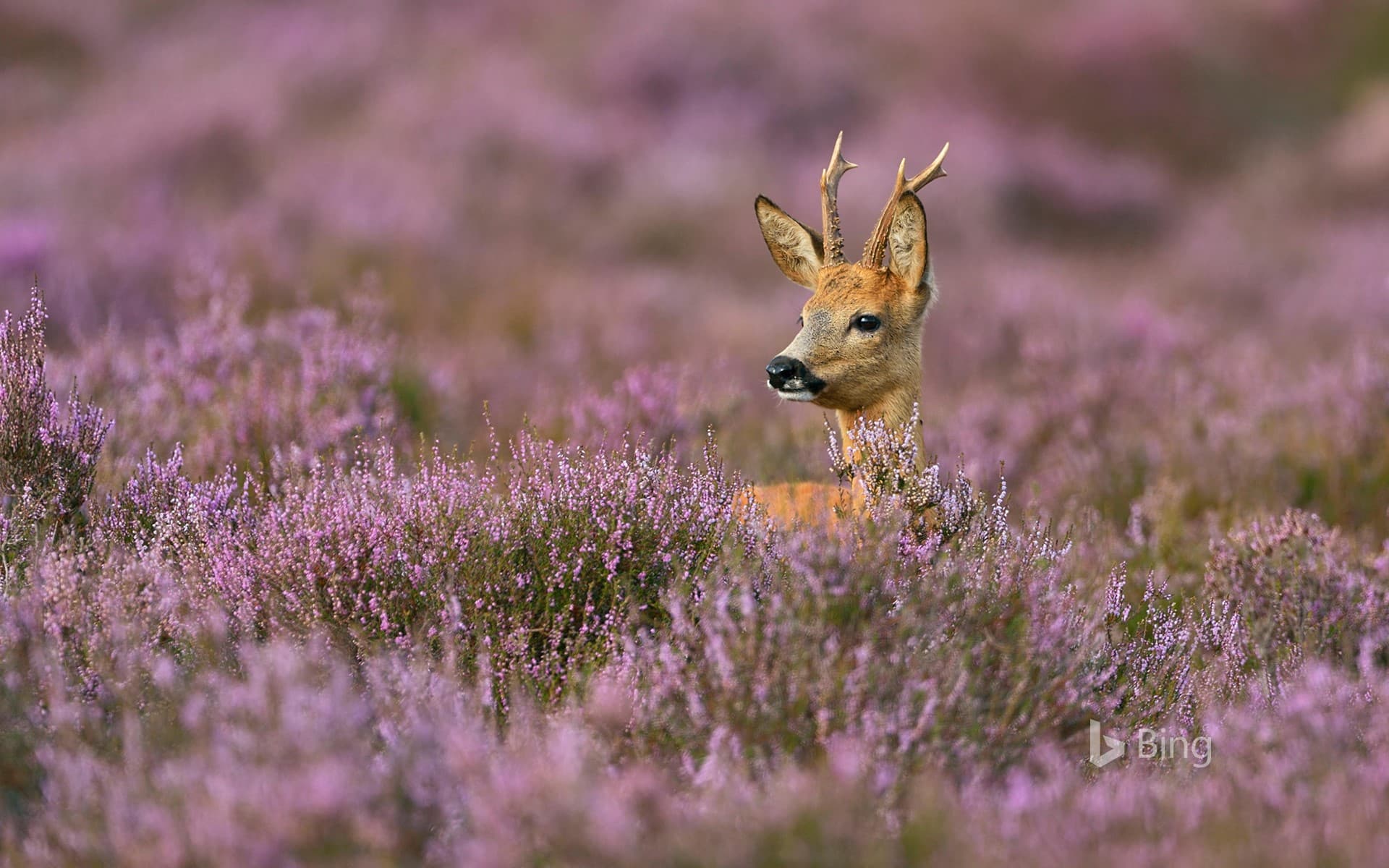 Bing Wallpaper: Male roe deer surrounded by heather