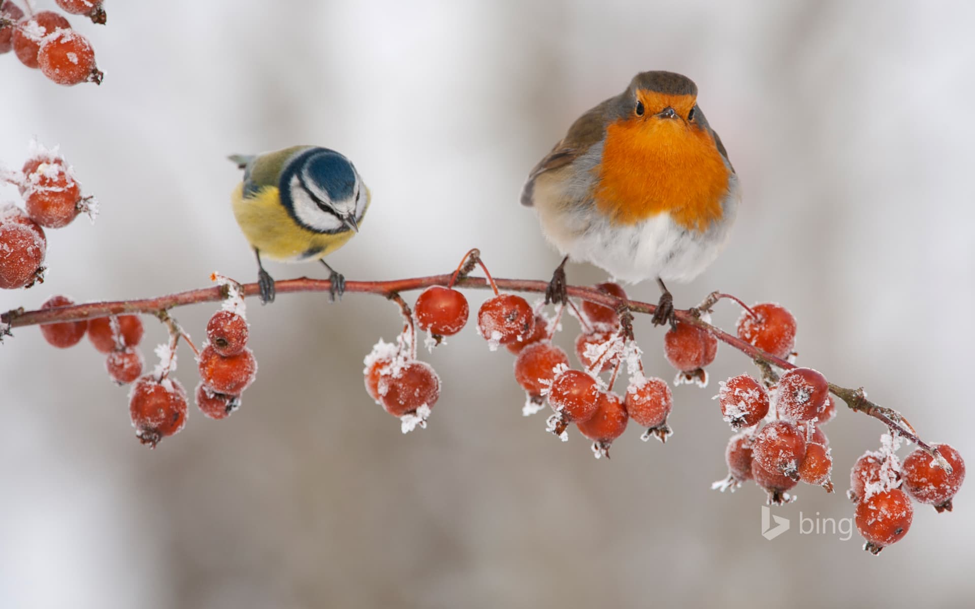 Bing Wallpaper: A robin and blue tit perched on a twig with frozen crab apples
