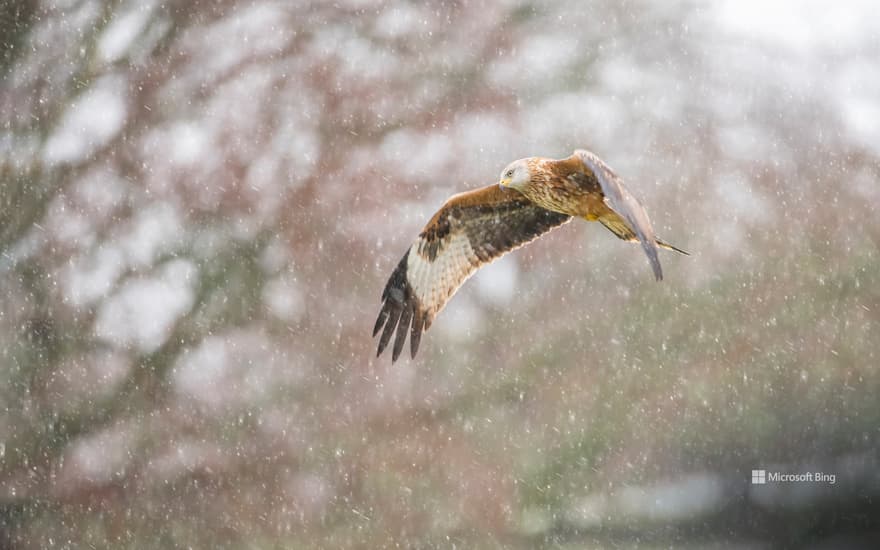 Bing Wallpaper: Red kite in snow