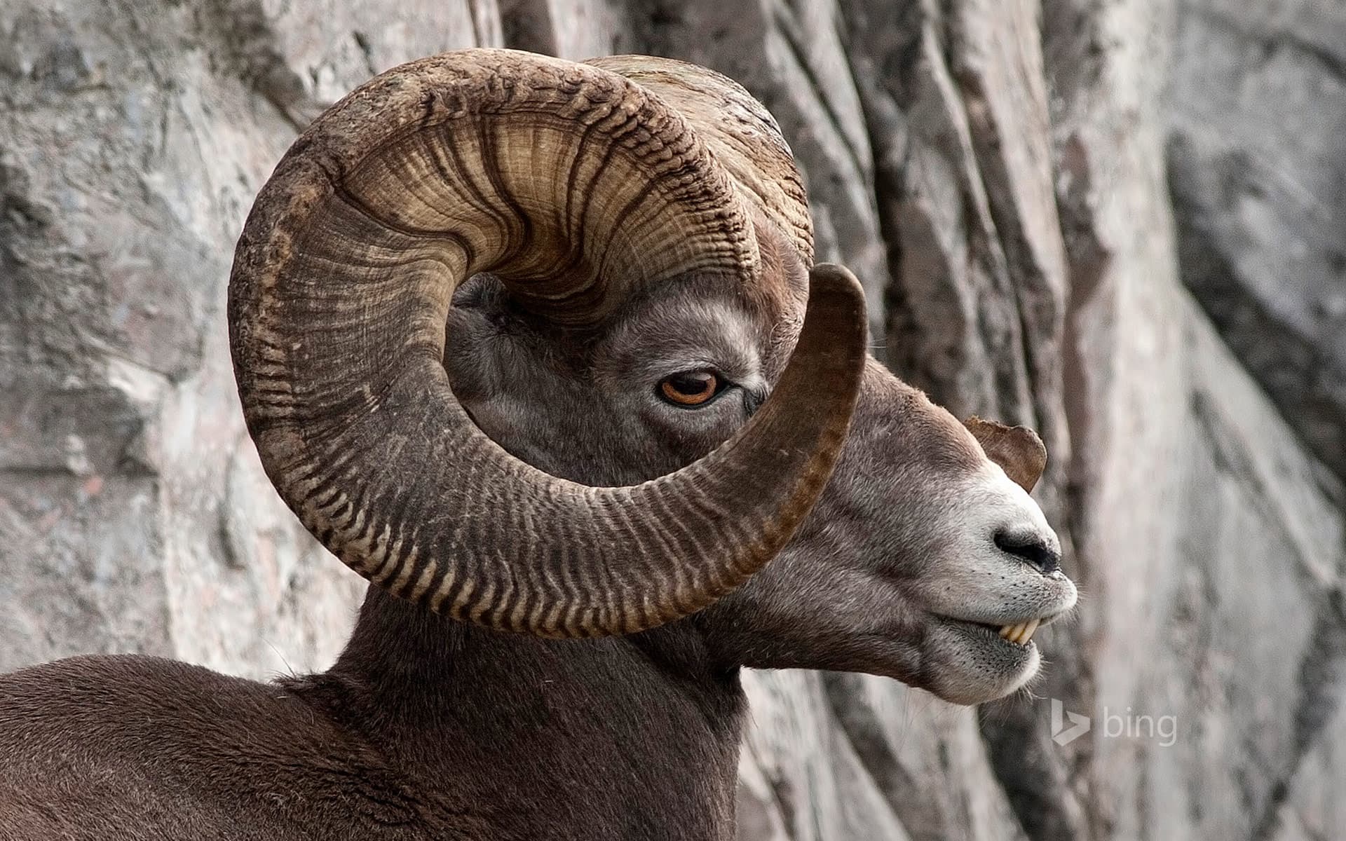Bing Wallpaper: Rocky Mountain bighorn sheep in Kananaskis Country, Alberta, Canada