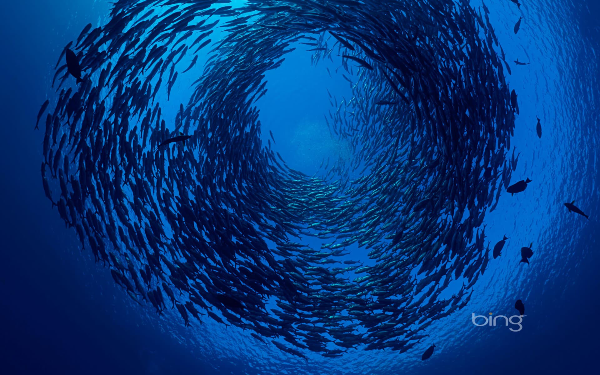 Bing Wallpaper: Schooling bigeye trevallies off the coast of Bali, Indonesia