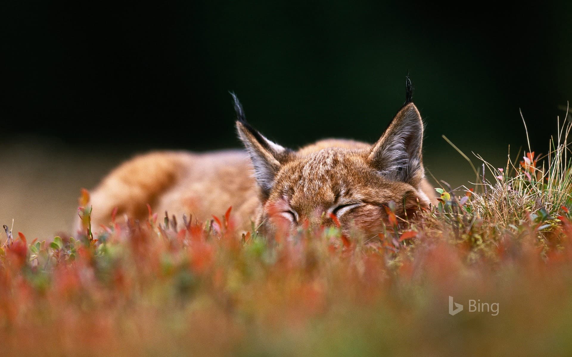 Bing Wallpaper: A Eurasian lynx in Šumava National Park, Czech Republic
