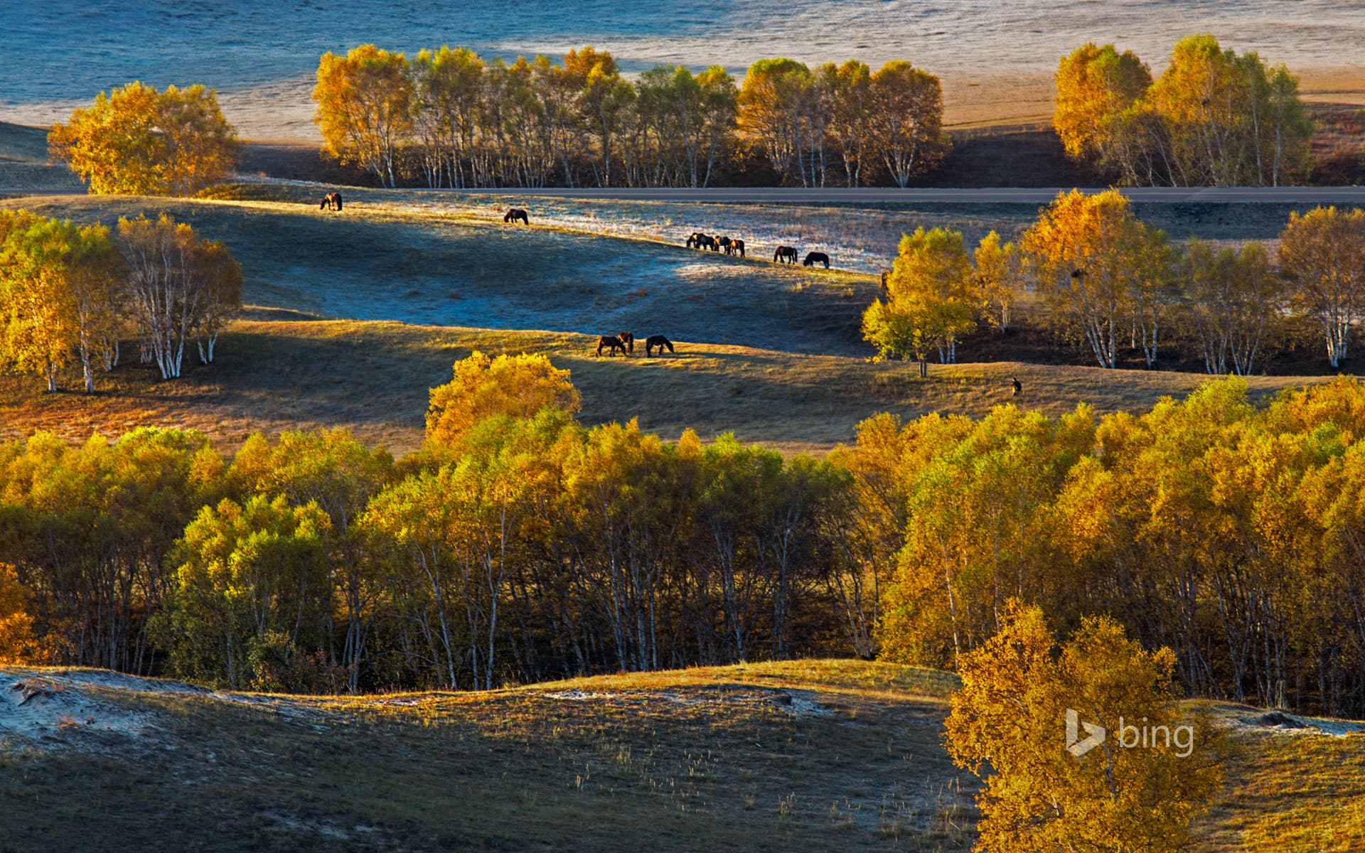 Bing Wallpaper: Birch trees on the Bashang Plateau, China