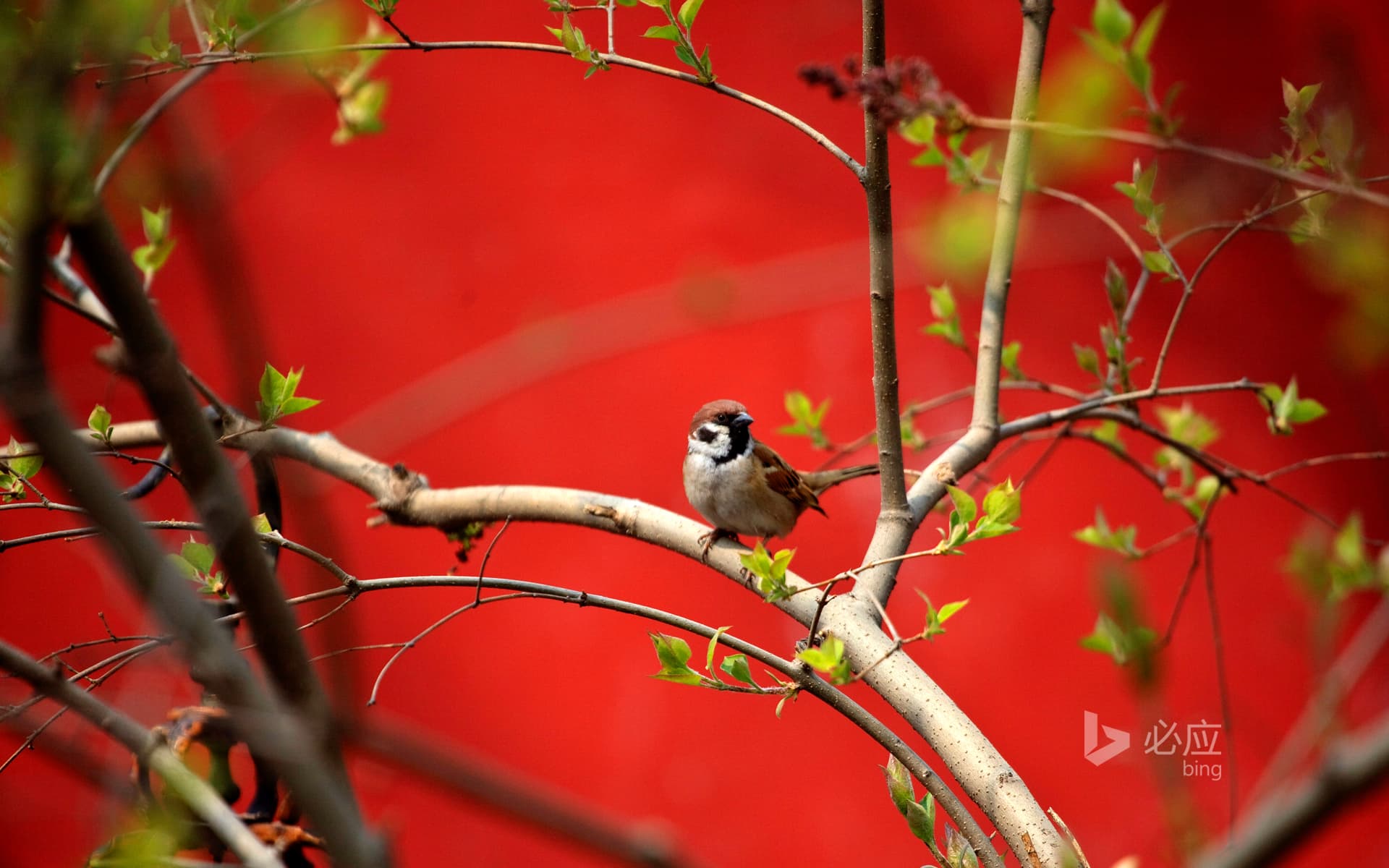 Bing Wallpaper: Beijing, April 3, 2009, Birds near the Zhu Hong wall are enjoying the beautiful weather