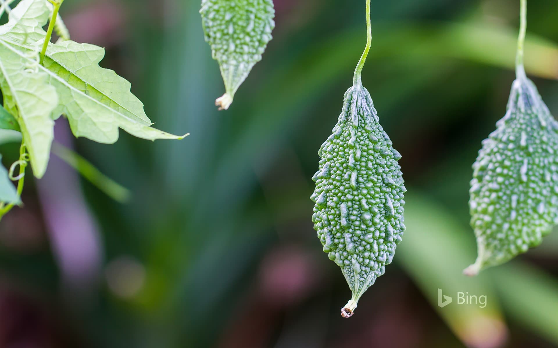 Bing Wallpaper: [Summer Today] Bitter Gourd