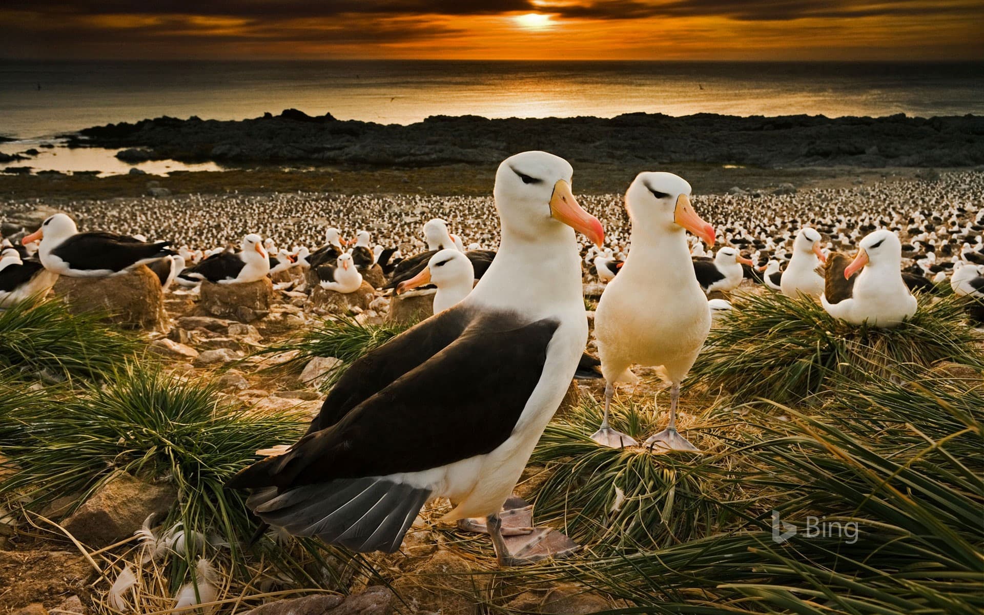 Bing Wallpaper: Black-browed albatrosses in the Falkland Islands