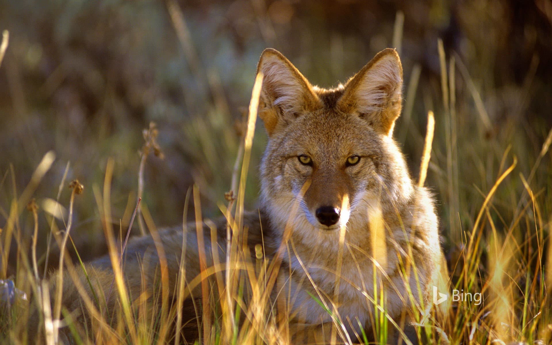 Bing Wallpaper: Coyote in Black Canyon of the Gunnison National Park, Colorado