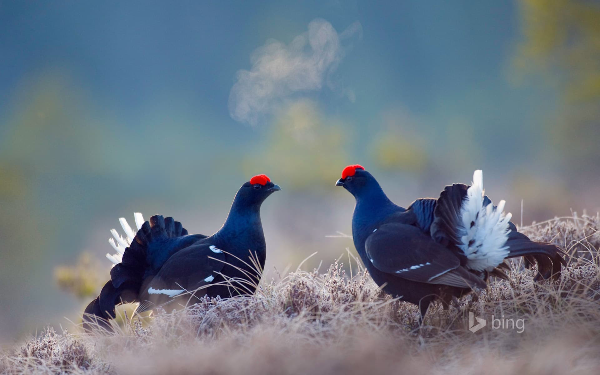 Bing Wallpaper: Black grouse males, Bergslagen, Sweden