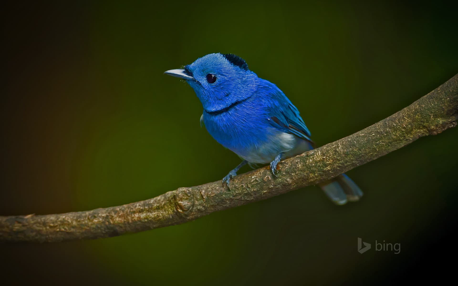 Bing Wallpaper: Male black-naped monarch
