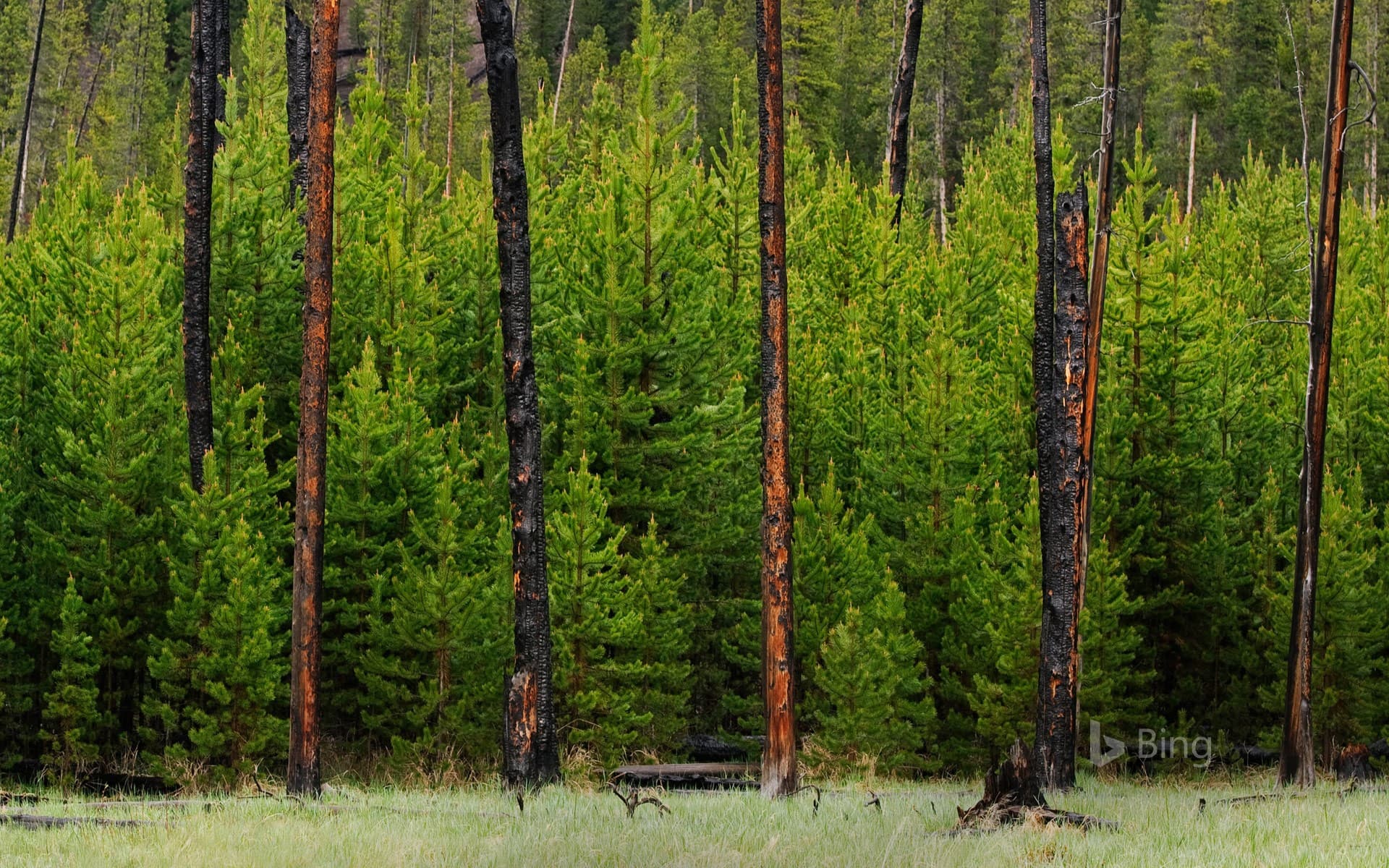 Bing Wallpaper: Young trees grow amid trees burned in the 1988 fire in Yellowstone National Park, Wyoming