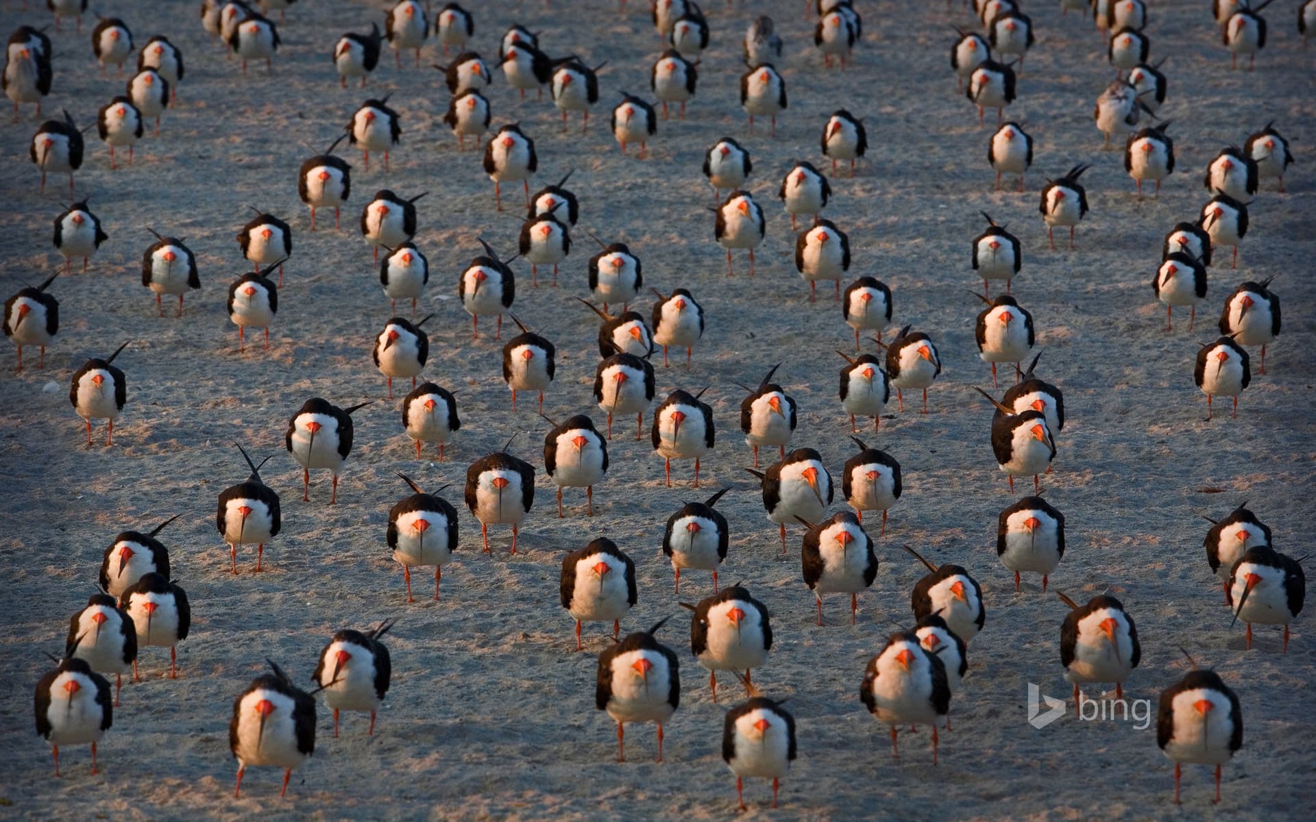 Bing Wallpaper: Black skimmers on Cape May, New Jersey, USA