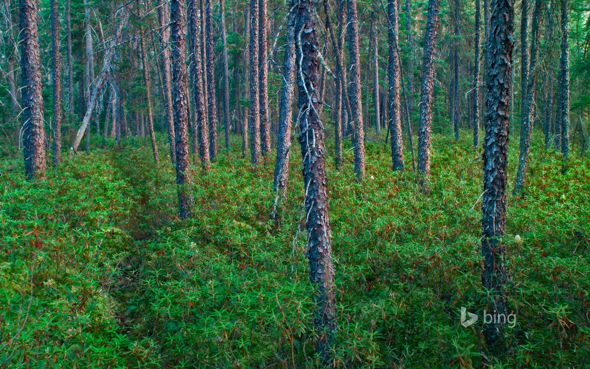 Bing Wallpaper: Black spruce trees in Superior National Forest, Minnesota