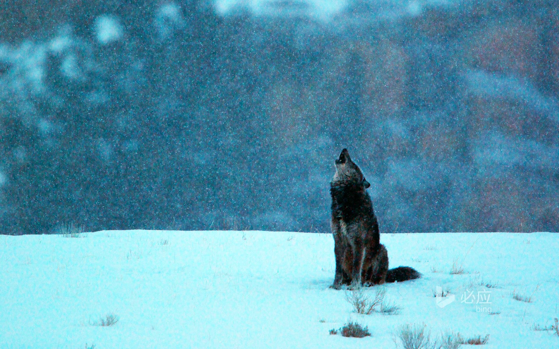 Bing Wallpaper: Grey wolf roars in the snowy morning in Yellowstone National Park, Wyoming, USA