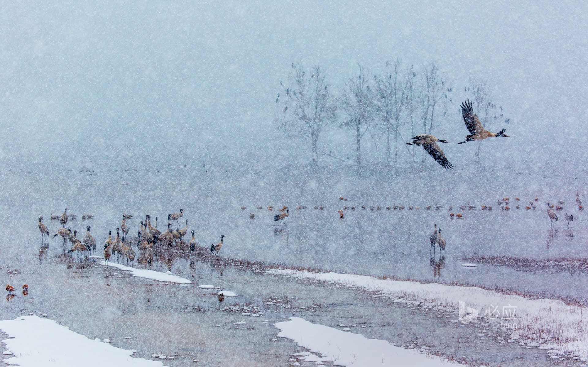 Bing Wallpaper: It's snowing, many black-necked cranes are flying in the snow