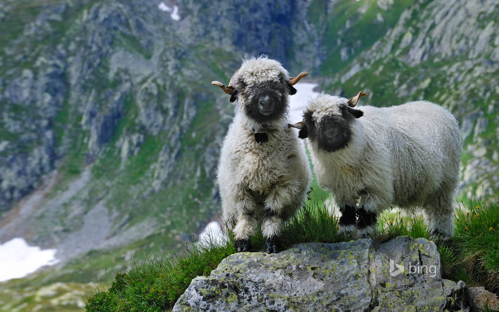 Bing Wallpaper: Valais blacknose sheep in Valais, Switzerland