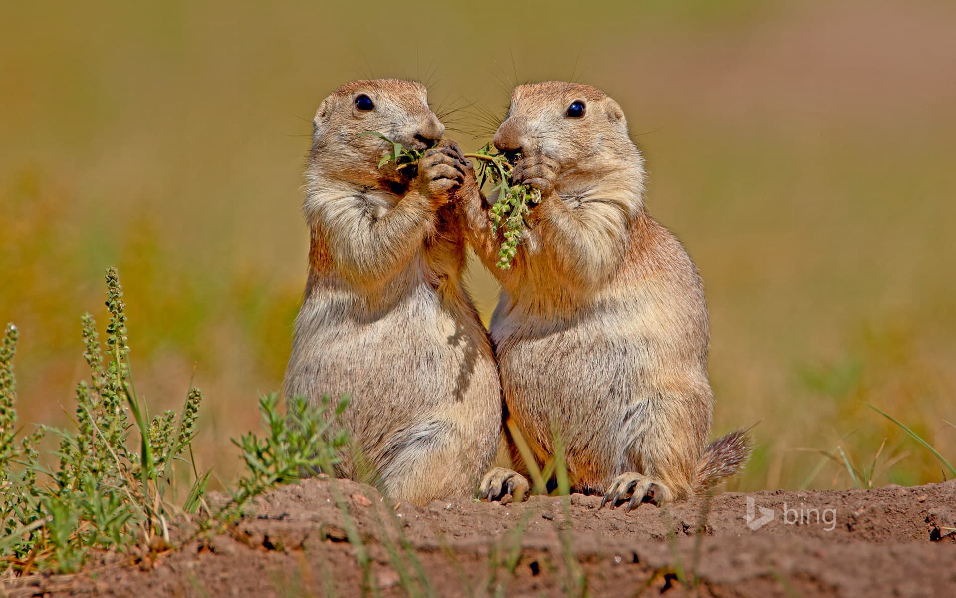 Bing Wallpaper: Black-tailed prairie dogs in Wind Cave National Park, South Dakota, USA