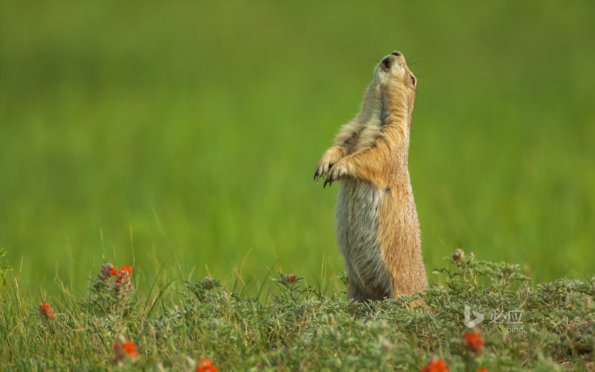 Bing Wallpaper: Black-tailed marmot, South Dakota, USA