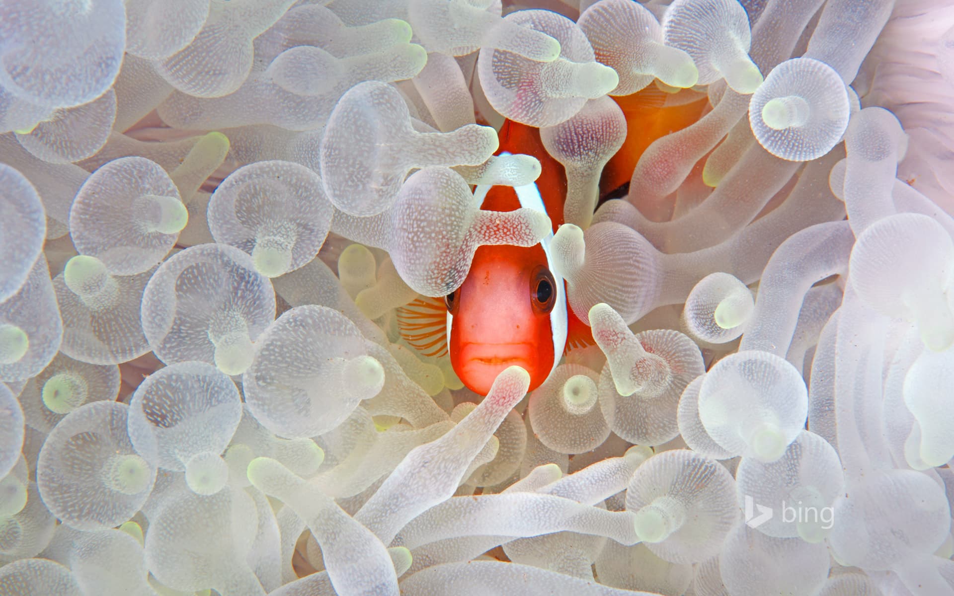 Bing Wallpaper: Red and black anemonefish in bleaching anemone in the Lembeh Strait of North Sulawesi, Indonesia