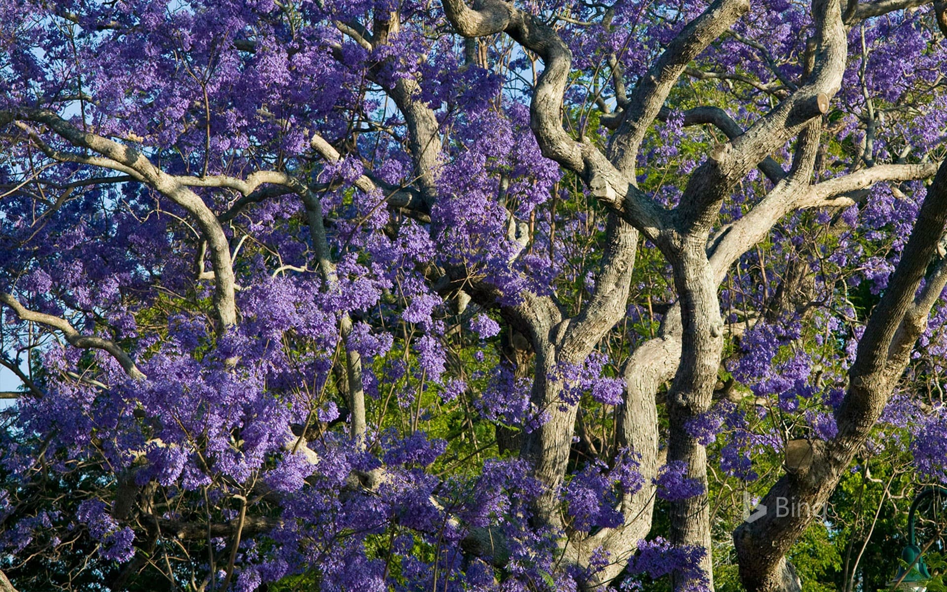 Bing Wallpaper: Blooming jacaranda trees in New Farm Park, Brisbane, Australia