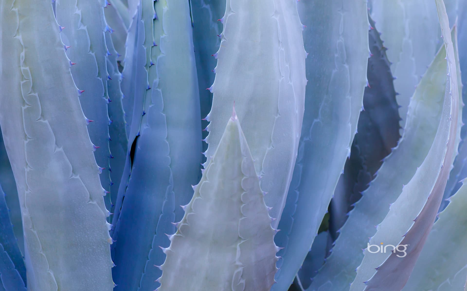 Bing Wallpaper: Close-up of a blue agave plant