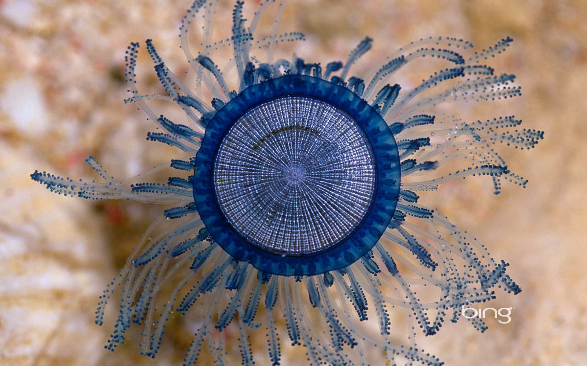 Bing Wallpaper: Blue button near the Cayman Islands, Caribbean