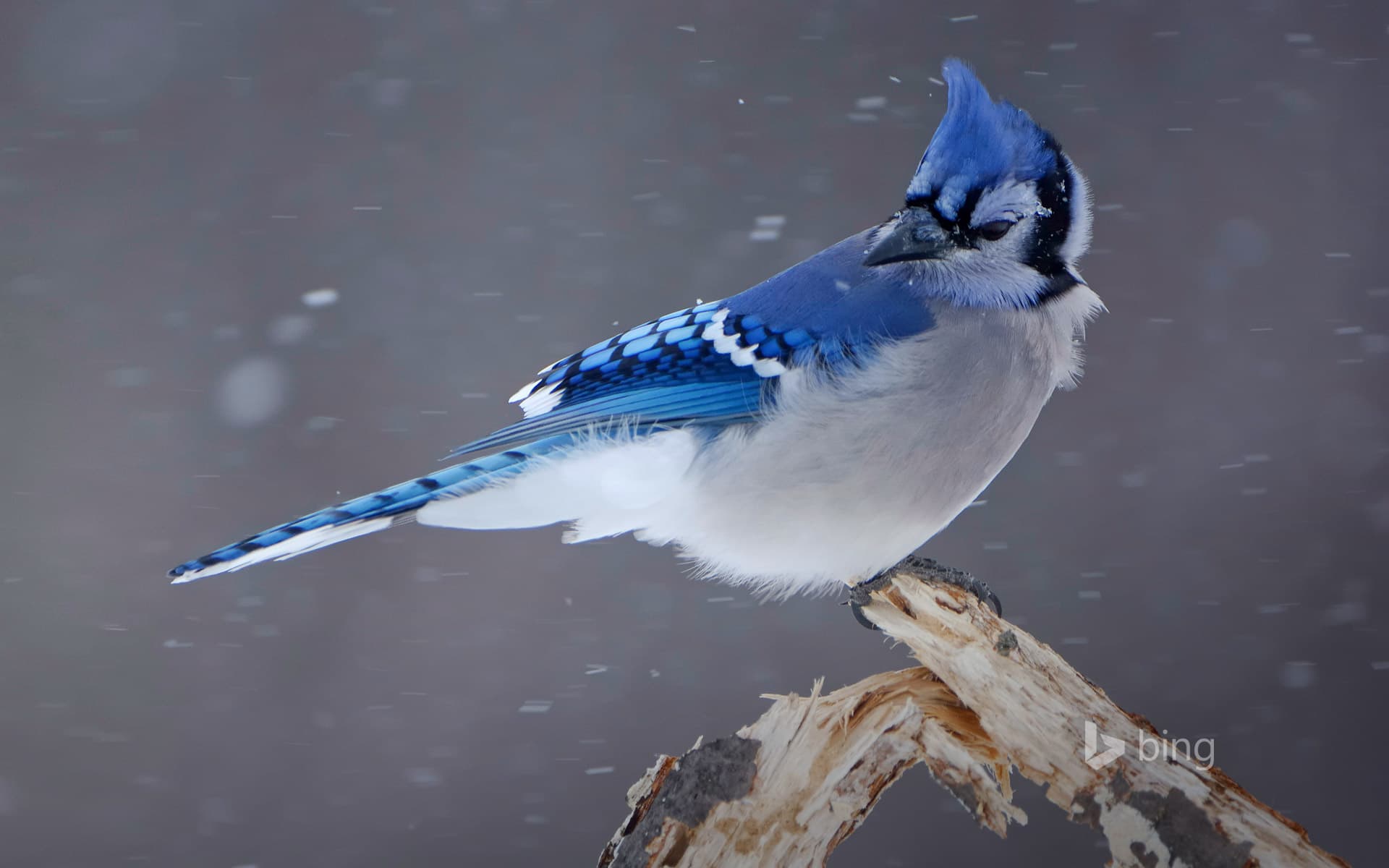 Bing Wallpaper: Blue jay