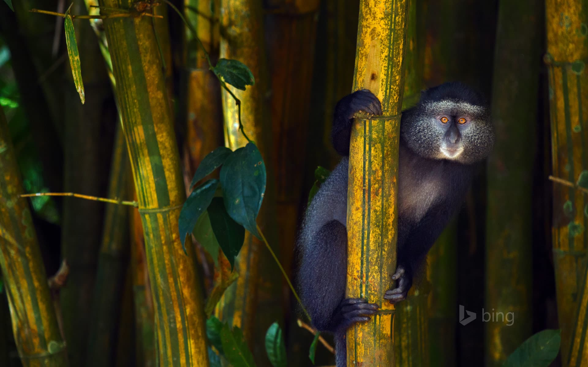 Bing Wallpaper: Blue monkey in the Kakamega Forest Reserve, Kenya